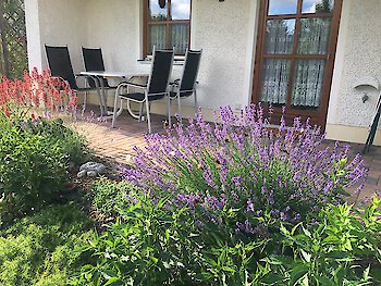 Lavendel mit Aussicht auf den Großen Arber